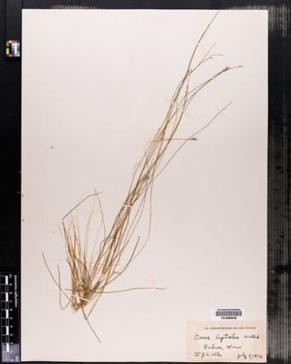 Carex leptalea