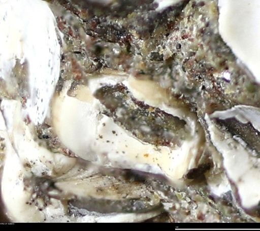 Corbulamella gregaria