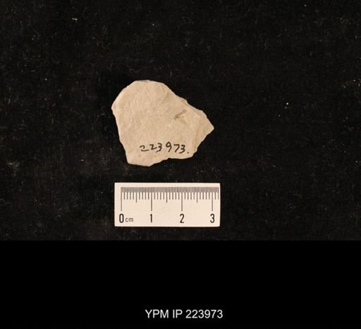Dichentomum tinctum