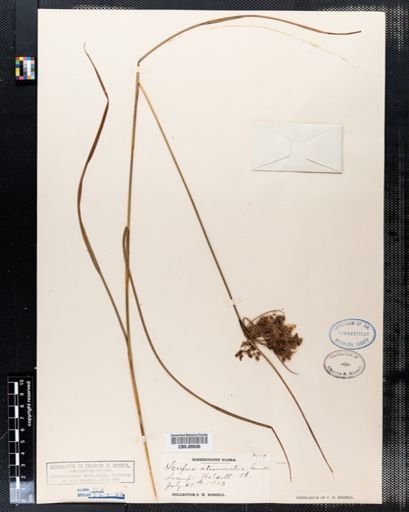 Scirpus atrocinctus