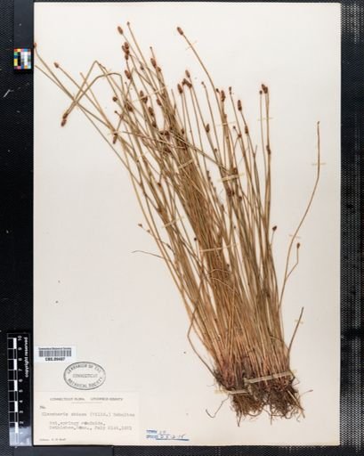 Eleocharis obtusa