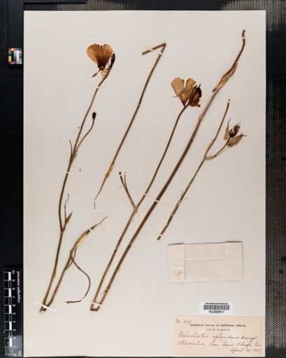 Calochortus