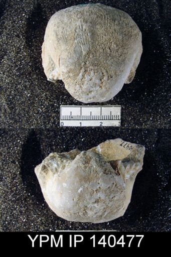 Productus (Linoproductus) lineatus
