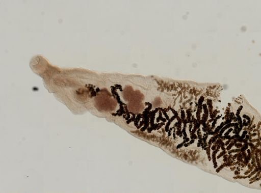Dicrocoelium dendriticum
