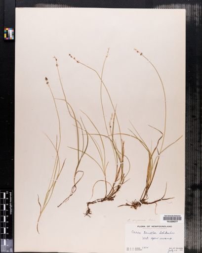 Carex disperma