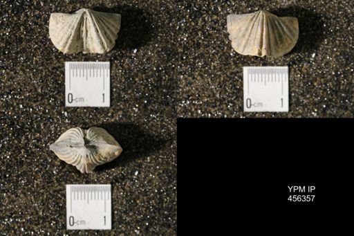 Platystrophia biforata