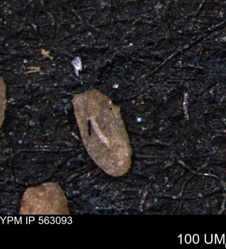 Miliammina manitobensis