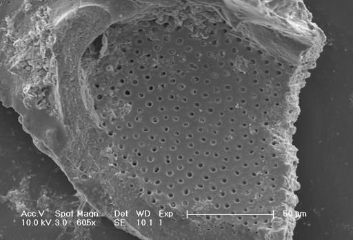 Globorotalia menardii