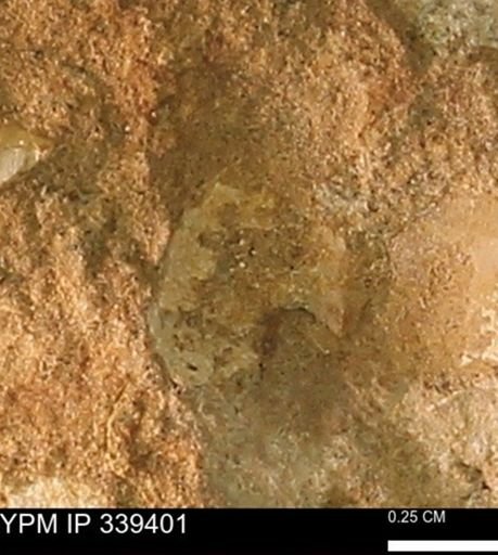 undet. Mollusca