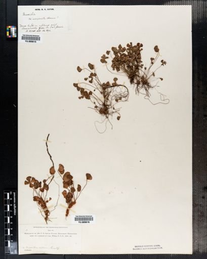 Marsilea