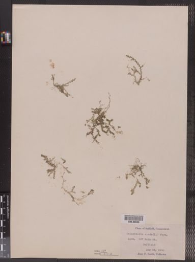 Selaginella apoda