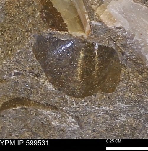 Protocardia subquadrata
