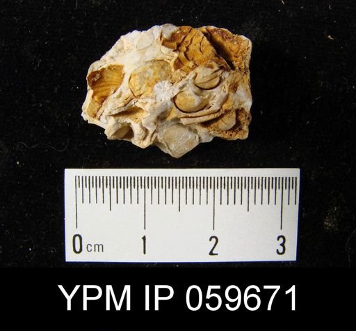 Anoplia sp.