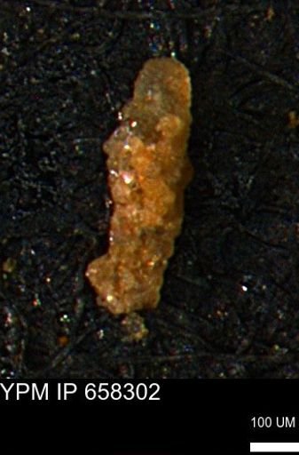 Verneuilinoides kansasensis