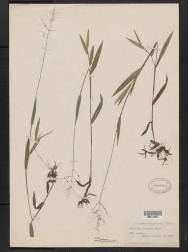 Panicum boreale