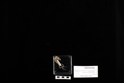 Anolis cristatellus wileyae