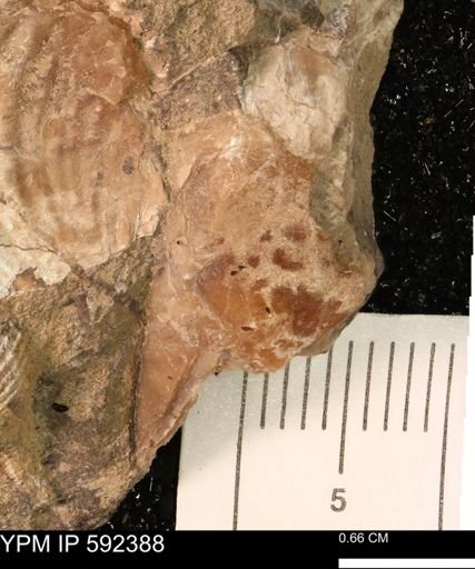 undet. Mollusca