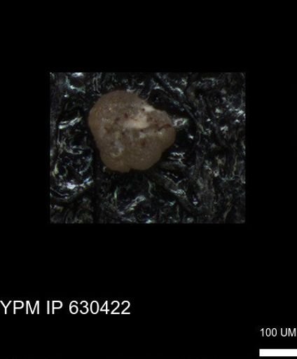 undet. Foraminiferida