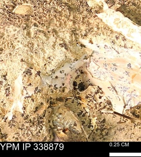 undet. Ammonoidea
