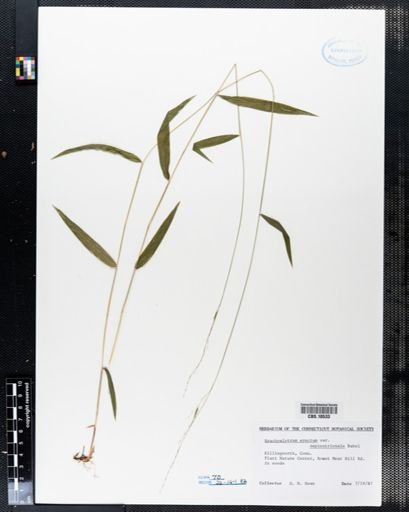 Brachyelytrum erectum