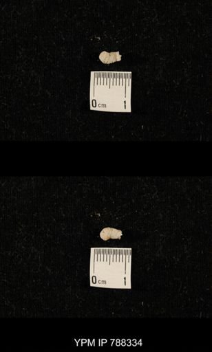 taxon undetermined