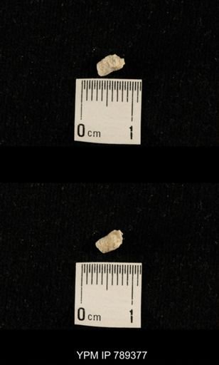 undet. Bryozoa