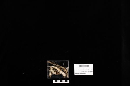 Gerrhonotus infernalis