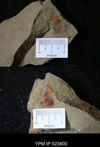 undet. Xiphosurida