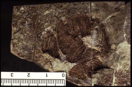 Helicoplacus sp.