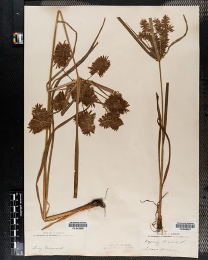 Cyperus strigosus