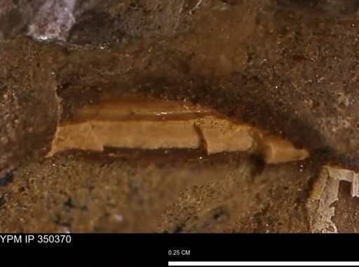 undet. Mollusca