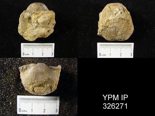Productus cora