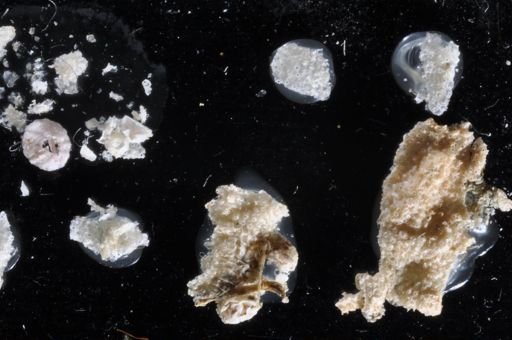 Parasmittina crosslandi