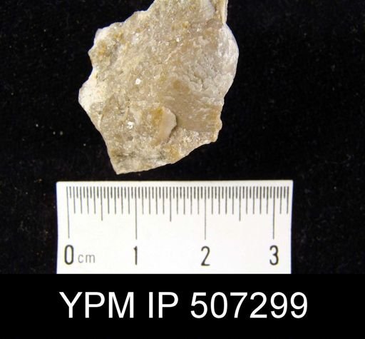 Charionella scitula