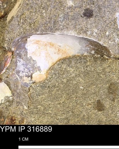 Phelopteria