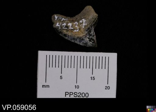 Squalicorax sp.