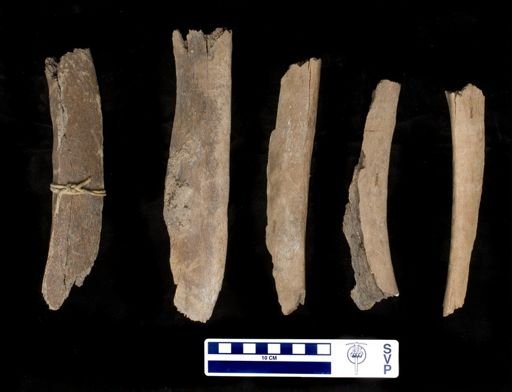 Mammut americanum