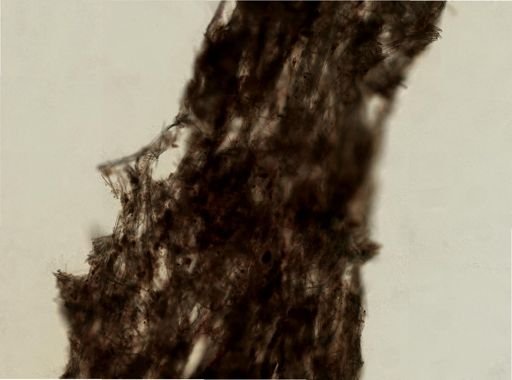 Topsentia fibrosa