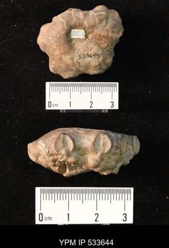 Alloprosallocrinus conicus