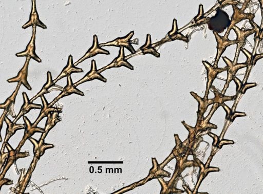 Sertularia