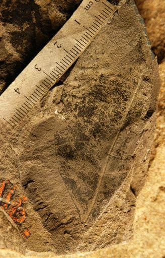 Misanteca dubiosa