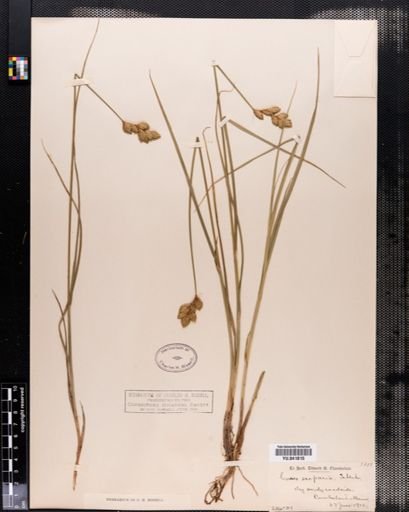 Carex scoparia