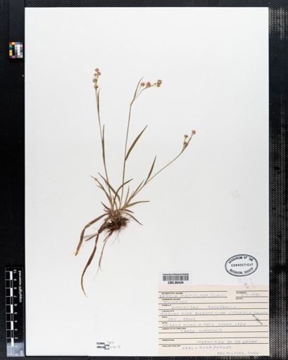Luzula multiflora