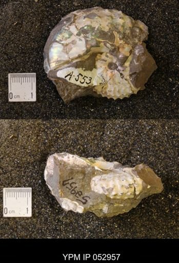 Discoscaphites gulosus