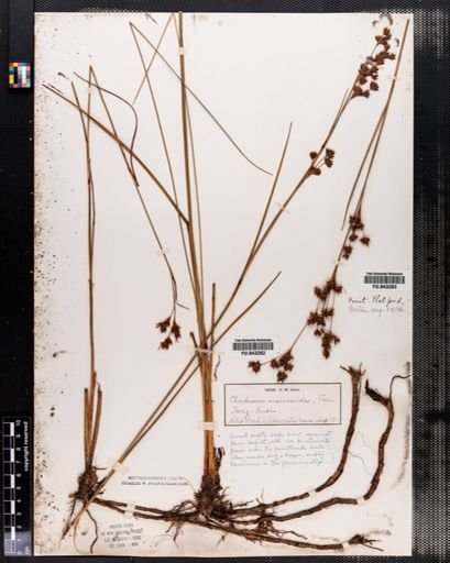 Cladium mariscoides