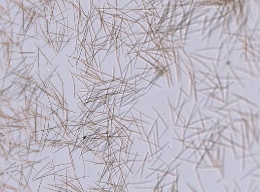 Halichondrida