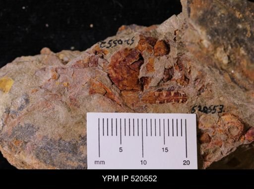 undet. Bivalvia