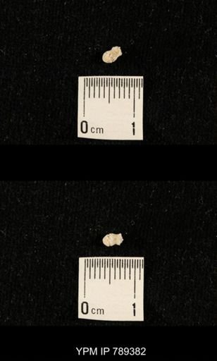 undet. Bryozoa
