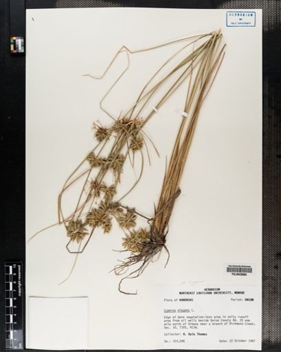 Cyperus