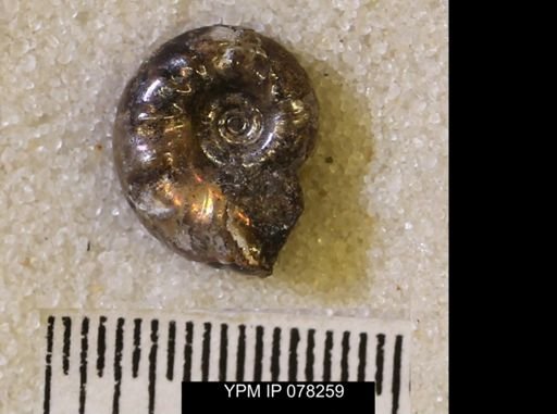 Hoploscaphites comprimus